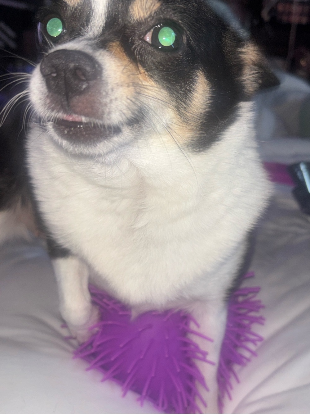 Purple jumbo stress squishy